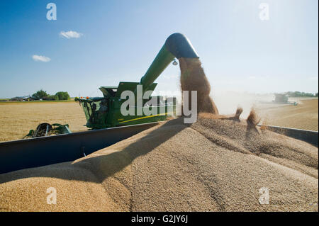 ein Mähdrescher erntet Winterweizen beim Entladen in einen Wagen Getreide (Korn Cart) unterwegs in der Nähe von Niverville Manitoba Kanada Stockfoto