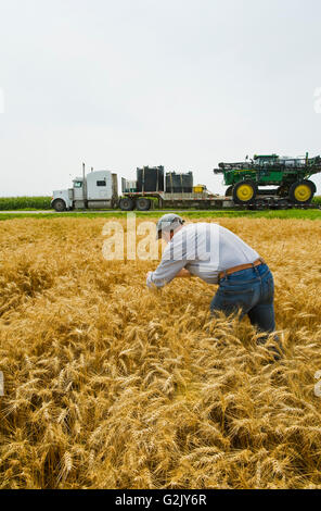 ein Landwirt in einem Weizenfeld vor mit einer hoher Bodenfreiheit Sprayer geben eine chemische Anwendung Herbizid Reife Winterweizen in der Nähe Stockfoto