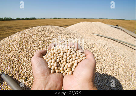 gelbes Feld Erbsen auf der Rückseite einen Bauernhof LKW während der Ernte, in der Nähe von Winnipeg, Manitoba, Kanada Stockfoto