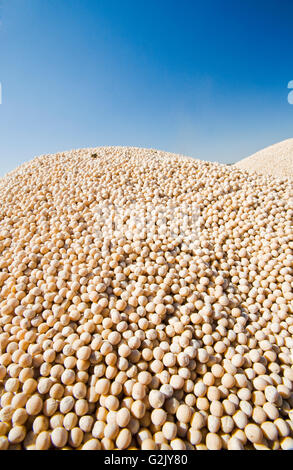 gelbes Feld Erbsen auf der Rückseite einen Bauernhof LKW während der Ernte, in der Nähe von Winnipeg, Manitoba, Kanada Stockfoto