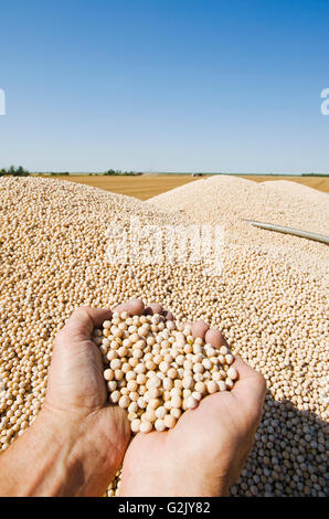 gelbes Feld Erbsen auf der Rückseite einen Bauernhof LKW während der Ernte, in der Nähe von Winnipeg, Manitoba, Kanada Stockfoto