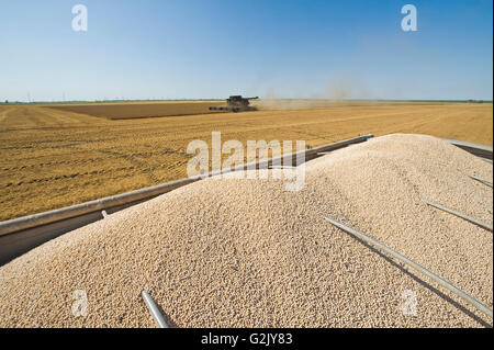 gelbes Feld Erbsen auf der Rückseite einen Bauernhof LKW während der Ernte, in der Nähe von Winnipeg, Manitoba, Kanada Stockfoto