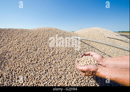 gelbes Feld Erbsen auf der Rückseite einen Bauernhof LKW während der Ernte, in der Nähe von Winnipeg, Manitoba, Kanada Stockfoto