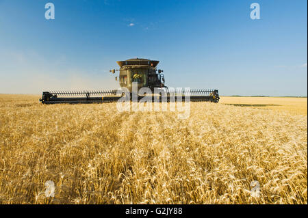 ein Mähdrescher funktioniert in einem Winter-Weizen-Feld in der Nähe von Lorette, Manitoba, Kanada Stockfoto