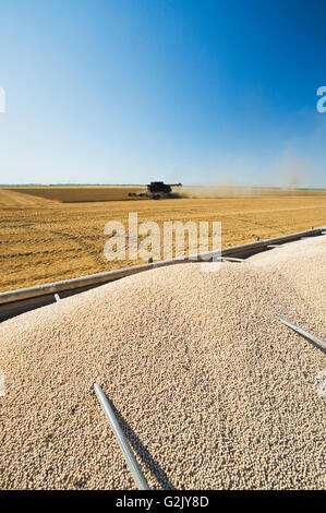 gelbes Feld Erbsen auf der Rückseite einen Bauernhof LKW während der Ernte, in der Nähe von Winnipeg, Manitoba, Kanada Stockfoto