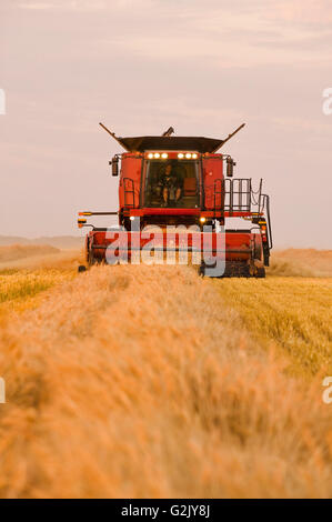 ein Mähdrescher erntet gewendetem Sommerweizen, in der Nähe von Lorette, Manitoba, Kanada Stockfoto