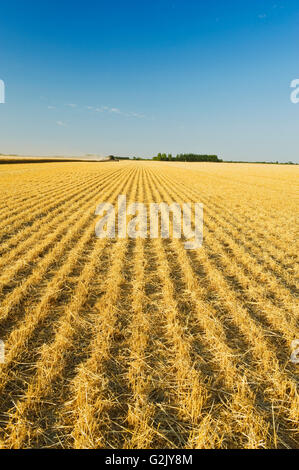 Weizen Stoppel in kürzlich geernteten Feld in der Nähe von Lorette, Manitoba, Kanada Stockfoto