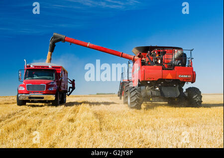 ein Mann Kontrollen Last während ein Mähdrescher Harvester Schnecken Getreide in Rückseite rot Bauernhof LKW während Sommerweizen Ernten in der Nähe von Dugald Stockfoto