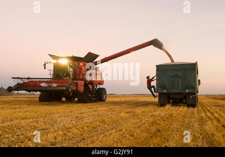 ein Mann prüft die Last auf der Rückseite einen roten Bauernhof LKW während der Frühling Weizenernte, in der Nähe von Dugald, Manitoba, Kanada Stockfoto