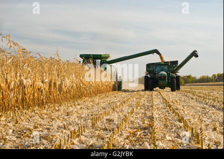 ein Mähdrescher mündet in einem Getreide Wagen unterwegs während der Futtermittel/Getreide Maisernte, in der Nähe von Niverville, Manitoba, Kanada Stockfoto