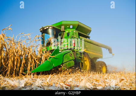 ein Mähdrescher funktioniert in einem Reifen Futtermittel/Getreide Mais in der Nähe von Niverville, Manitoba, Kanada Stockfoto