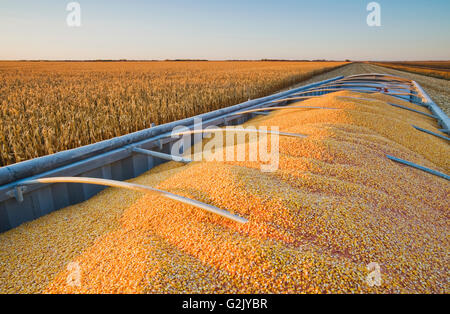 geernteten Futter/Getreide Mais auf der Rückseite einen Bauernhof LKW während der Ernte in der Nähe von Niverville, Manitoba, Kanada Stockfoto