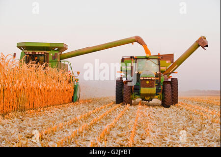 ein Mähdrescher mündet in einem Getreide Wagen unterwegs während der Futtermittel/Getreide Maisernte, in der Nähe von Niverville, Manitoba, Kanada Stockfoto