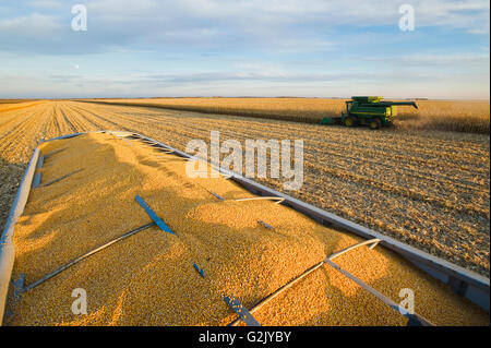 geernteten Futter/Getreide Mais auf der Rückseite eine Korn-Wagen und Mähdrescher im Hintergrund in der Nähe von Niverville Manitoba Kanada Stockfoto