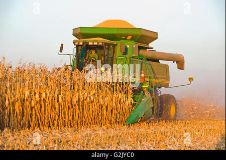 ein Mähdrescher funktioniert in einem Reifen Futtermittel/Getreide Mais in der Nähe von Niverville, Manitoba, Kanada Stockfoto