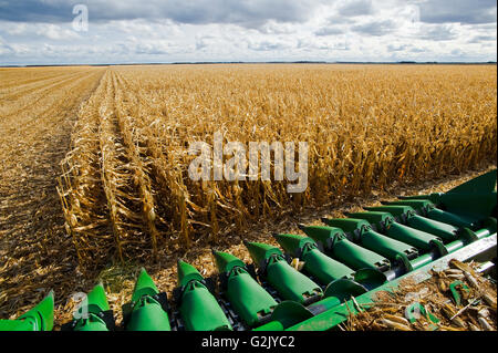 ein Mähdrescher Harvester Header vor einem Feld Reife Futtermittel/Getreide Mais erstreckt sich Horizont in der Nähe von Niverville Manitoba Kanada Stockfoto