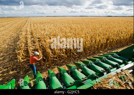 ein Landwirt untersucht Mais als nächstes einen Mähdrescher Harvester Header vor dem ein Feld Reife Futtermittel/Getreide Mais Horizont in der Nähe erstreckt sich Stockfoto