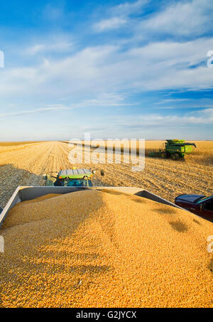 geernteten Futter/Getreide Mais auf der Rückseite eine Korn-Wagen und Mähdrescher im Hintergrund in der Nähe von Niverville Manitoba Kanada Stockfoto