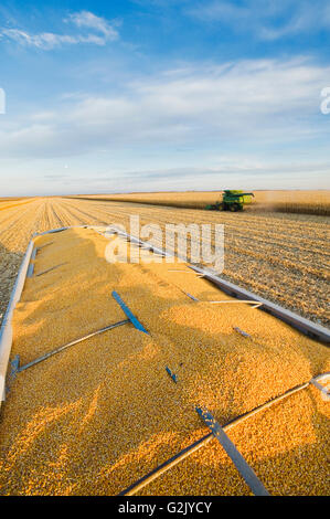 geernteten Futter/Getreide Mais auf der Rückseite einen Bauernhof LKW und Mähdrescher im Hintergrund, in der Nähe von Niverville, Manitoba, Kanada Stockfoto