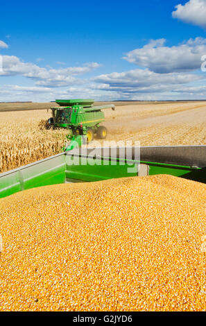 geernteten Futter/Getreide Mais auf der Rückseite einen Mähdrescher Getreide Wagen im Hintergrund während der Ernte in der Nähe von Niverville Manitoba Kanada Stockfoto