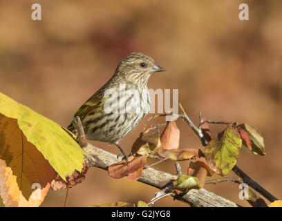 Pine Erlenzeisig, Spinus Pinus, thront auf einem Ast im Herbst in Saskatchewan, Kanada Stockfoto