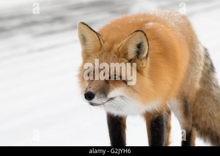 Der Rotfuchs (Vulpes Vulpes), ist die größte der wahre Füchse und die am häufigsten vorkommende wilde Mitglied der Carnivora Stockfoto