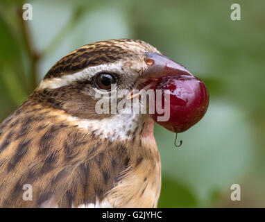 Die Rose – Breasted Kernbeißer (Pheucticus sich) ist ein großer insektenfressende Singvogel in der Kardinal Familie (Cardinalidae) Stockfoto