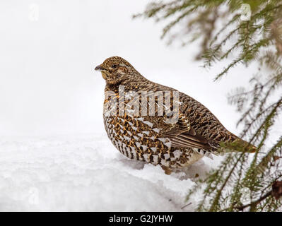 Weibliche Fichte Grouse Kanada Moorhuhn (Falcipennis Canadensis) eine mittlere Moorhuhn eng boreale Nadelwäldern Stockfoto