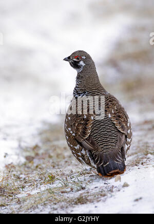 Männliche Fichte Grouse Kanada Moorhuhn (Falcipennis Canadensis) eine mittlere Moorhuhn eng boreale Nadelwäldern Stockfoto