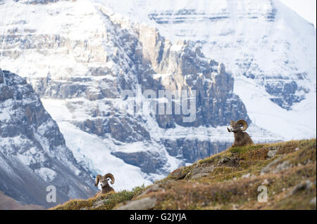 Männlich, Ram, Dickhornschaf, Ovis Canadensis, Rocky Mountains, Alberta, Kanada Stockfoto