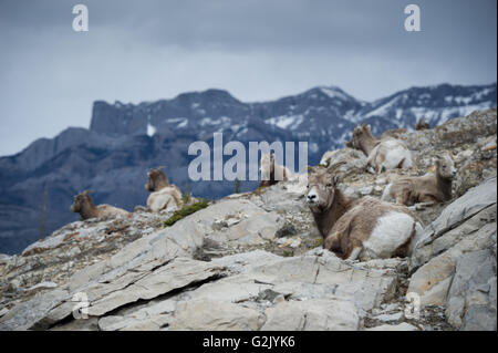 EWE, Weiblich, Dickhornschaf Ovis Canadensis, Rocky Mountains, Alberta, Kanada Stockfoto