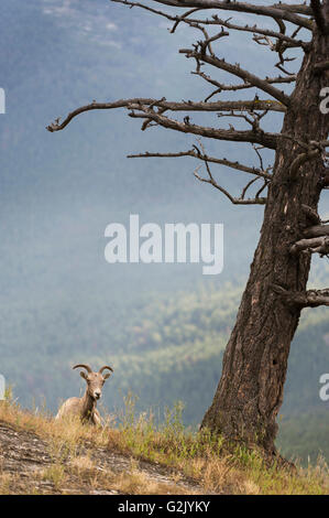 EWE, Weiblich, Dickhornschaf Ovis Canadensis, Rocky Mountains, Alberta, Kanada Stockfoto