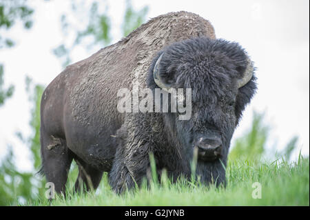 American Bison Bison Bison, Elk Island National Park, Alberta Stockfoto