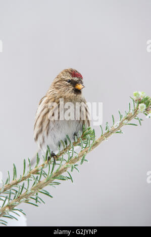 Acanthis Flammea, Common Redpoll, Britisch-Kolumbien, Kanada Stockfoto