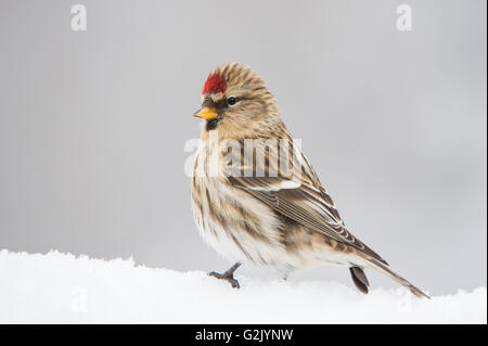 Acanthis Flammea, Common Redpoll, Britisch-Kolumbien, Kanada Stockfoto