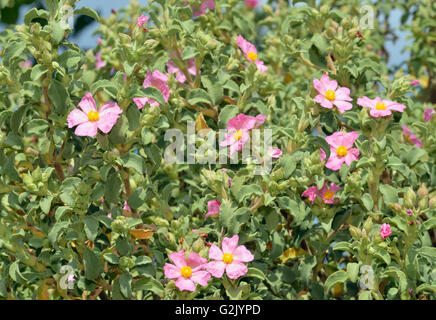 Kleine blühende Zistrose - Cistus Praviflorus Mittelmeer Strauch Stockfoto