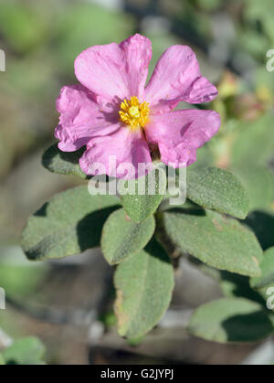 Kleine blühende Zistrose - Cistus Praviflorus Mittelmeer Strauch Stockfoto