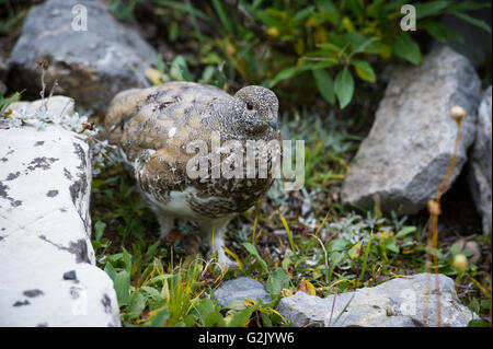 Alpenschneehuhn, Lagopus leucura Stockfoto