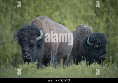 Bison Bison, Bisons, Alberta, Kanada Stockfoto