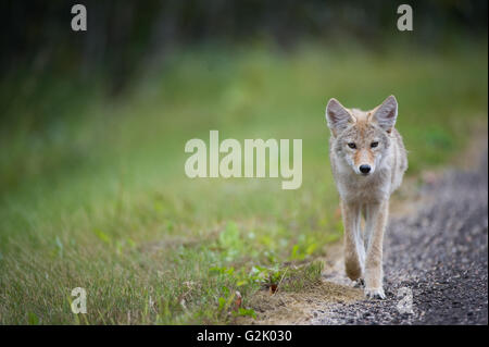 Canis Latrans, Coyote, felsige Berge, Alberta, Kanada Stockfoto