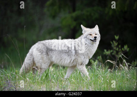 Canis Latrans, Coyote, felsige Berge, Alberta, Kanada Stockfoto