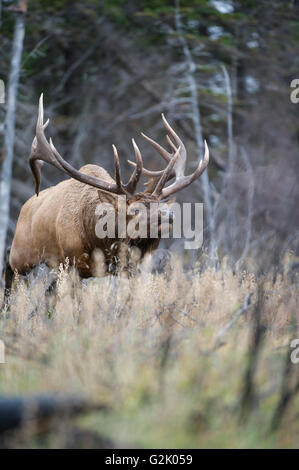Cervus Canadensis Nelsoni, rocky Mountain Elk, rut, Alberta, Kanada, Bull Kühe jagen Stockfoto