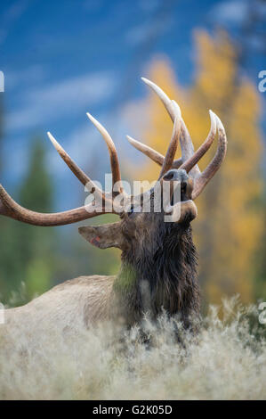 Cervus Canadensis Nelsoni, rocky Mountain Elk, rut, Alberta, Kanada, Bull, Signalhorn Stockfoto