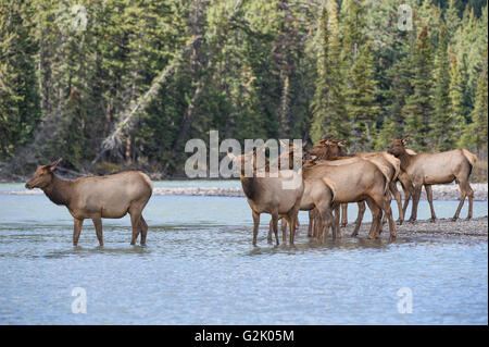 Cervus Canadensis Nelsoni, rocky Mountain Elk, rut, Alberta, Kanada, Kühe im Fluss Stockfoto