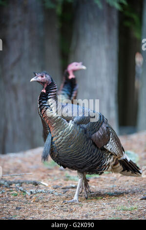 Meleagris Gallopavo Merriami, Männlich, Merriam Türkei, Idaho, Vereinigte Staaten Stockfoto