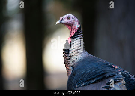 Meleagris Gallopavo Merriami, Männlich, Merriam Türkei, Idaho, Vereinigte Staaten Stockfoto