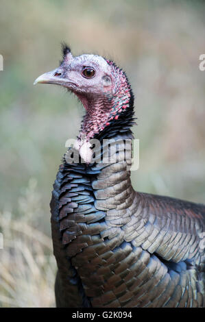 Meleagris Gallopavo Merriami, der Merriam, Idaho, Vereinigte Staaten Stockfoto