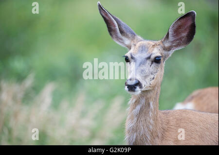 Odocoileus Hemionus, Maultierhirsche, Doe, Weiblich, Rocky Mountains, Alberta, Kanada Stockfoto