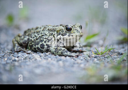 Anaxyrus Boreas, westliche Kröte, Rocky Mountains, British Columbia, Kanada Stockfoto