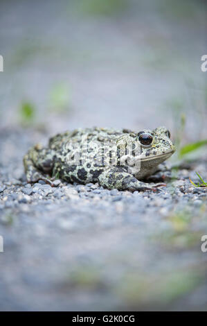 Anaxyrus Boreas, westliche Kröte, Rocky Mountains, British Columbia, Kanada Stockfoto